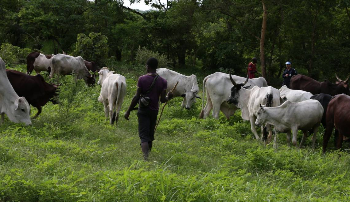 Centrafrique : affrontements meurtriers entre transhumants et agriculteurs à Amdafock