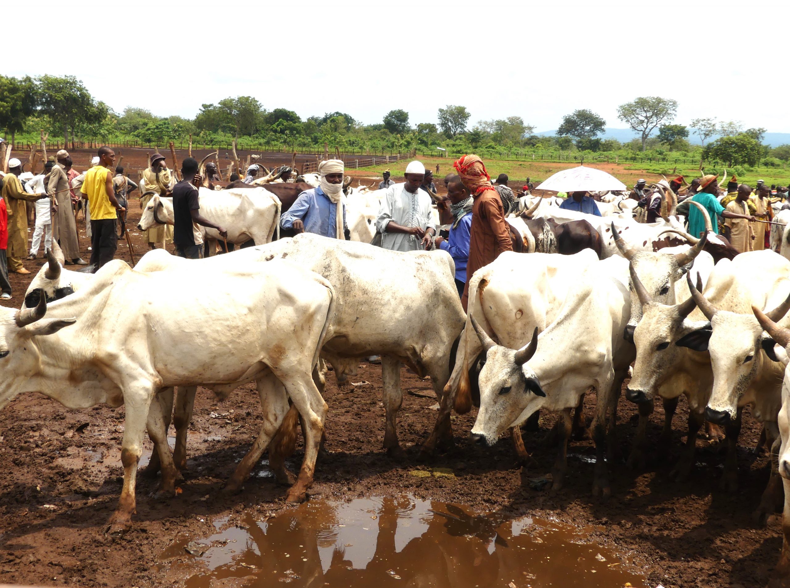 Centrafrique : crainte d’une tension communautaire entre agriculteurs et éleveurs non loin de Boali