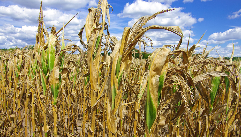 Comment prévenir les effets du changement climatique sur l’agriculture ?