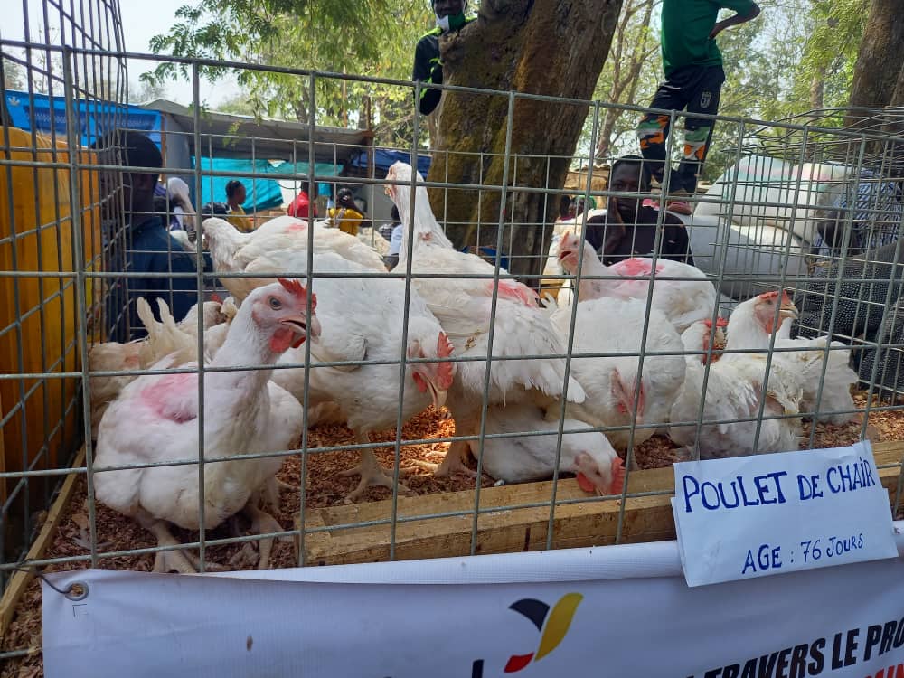Bouar : l’élevage des poulets de chair, source de revenus de certains jeunes sans emploi