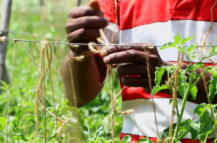 Difficultés des maraichers de Ngoulekpa dans la production des légumes