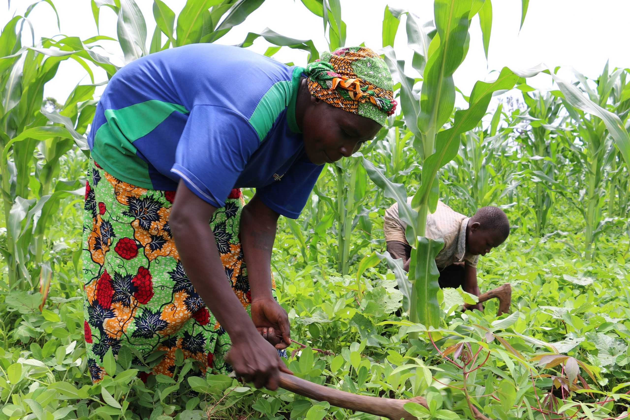 Centrafrique : la résilience par la culture, une expérience réussie pour les coopératives et les cultivateurs de Paoua