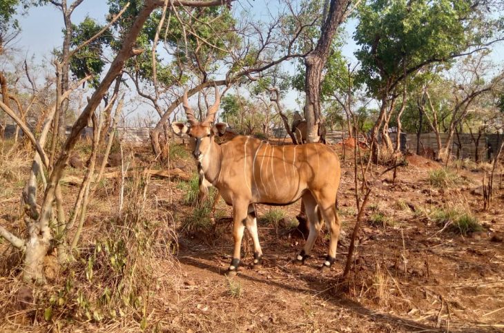 Centrafrique : certaines espèces animales font leur retour dans le Sud-est dans l’aire gérée par Chinko