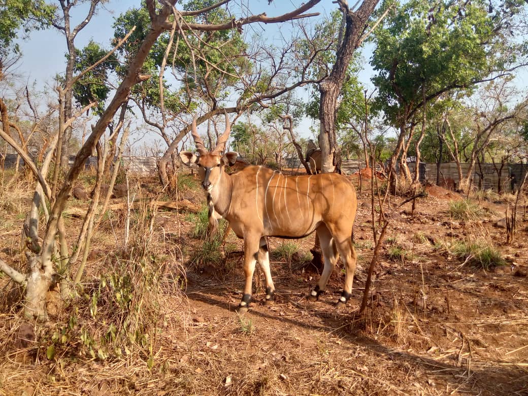 Centrafrique : certaines espèces animales font leur retour dans le Sud-est dans l’aire gérée par Chinko