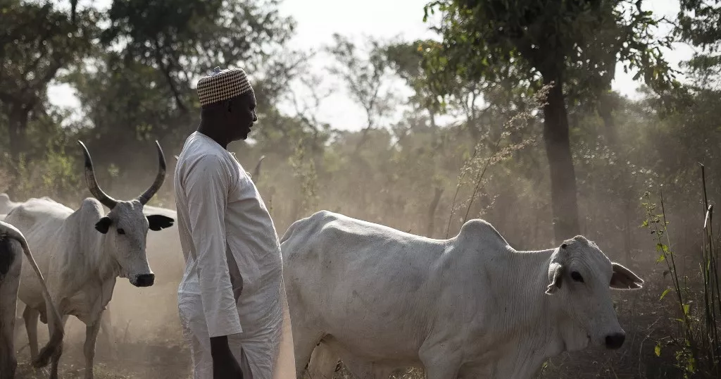 Centrafrique : éleveurs et agriculteurs du village Tiri concluent un accord en vue d’une cohabitation pacifique 