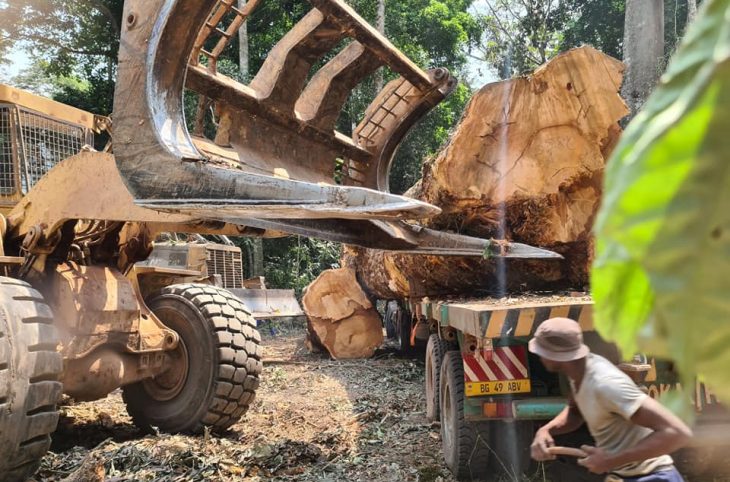 Centrafrique : le ministère des Eaux et Forêts suspend des permis artisanaux de coupe de bois non loin de Bangui