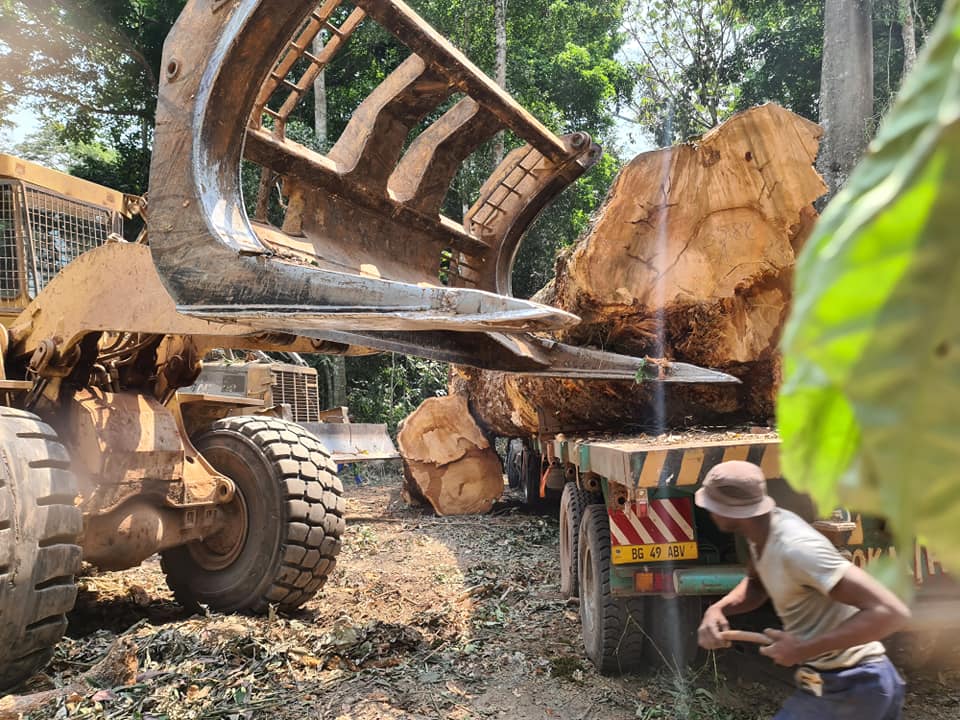 Centrafrique : le ministère des Eaux et Forêts suspend des permis artisanaux de coupe de bois non loin de Bangui