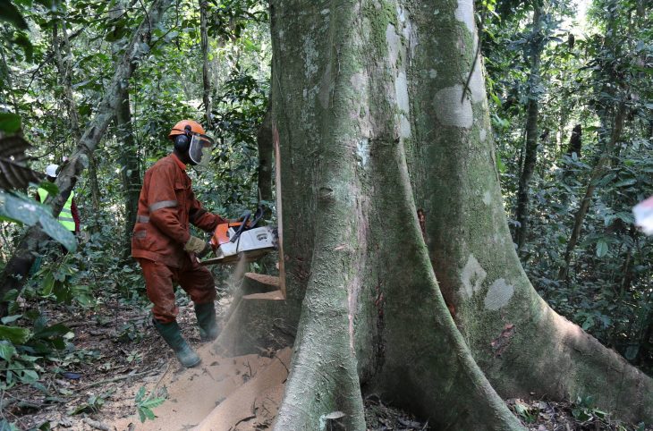 Centrafrique : des exploitants artisanaux de bois crient à l’injustice après la suspension de leurs activités dans la Lobaye