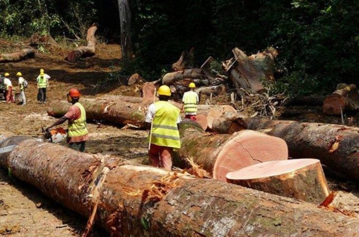 Loi portant code forestier centrafricain : le nouveau document examiné par les acteurs