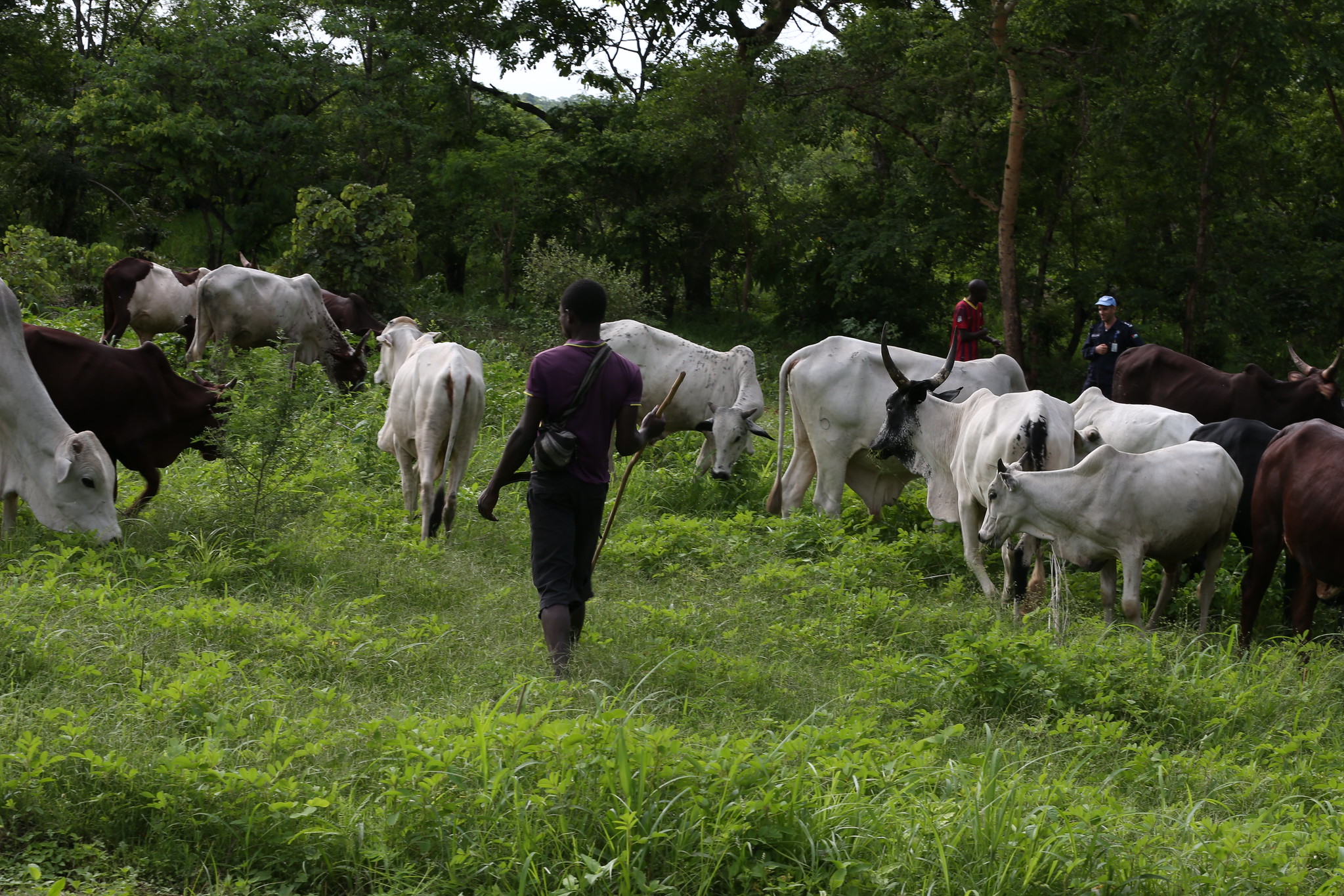 Centrafrique : plusieurs morts dans un conflit entre éleveurs transhumants et habitants du village Gazi-Béa dans la Lobaye