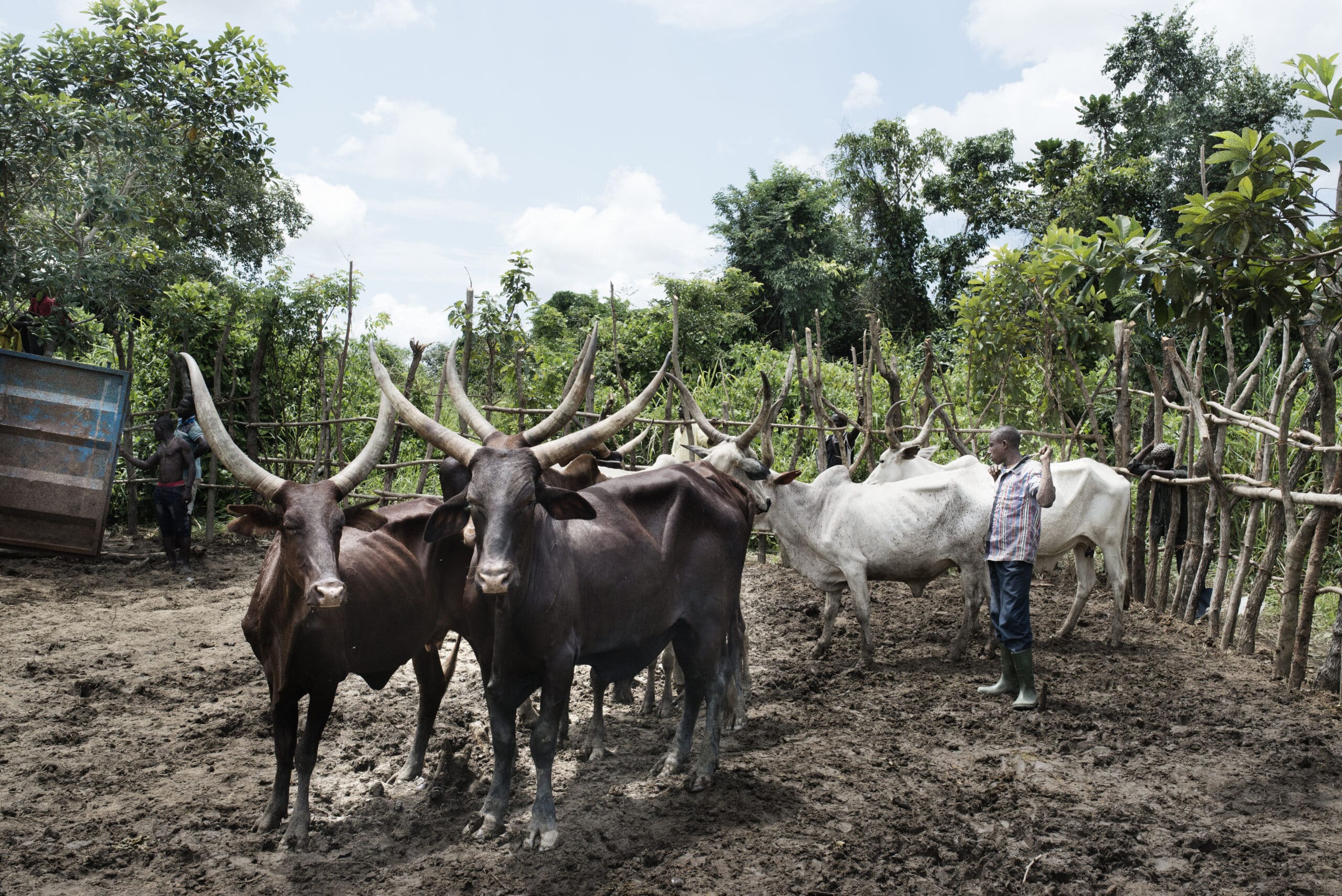 Centrafrique : des éleveurs transhumants accusés de violences sexuelles aux alentours de Bocaranga