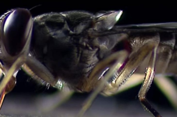 Centrafrique : la trypanosomiase africaine refait surface dans la Sangha-Mbaéré