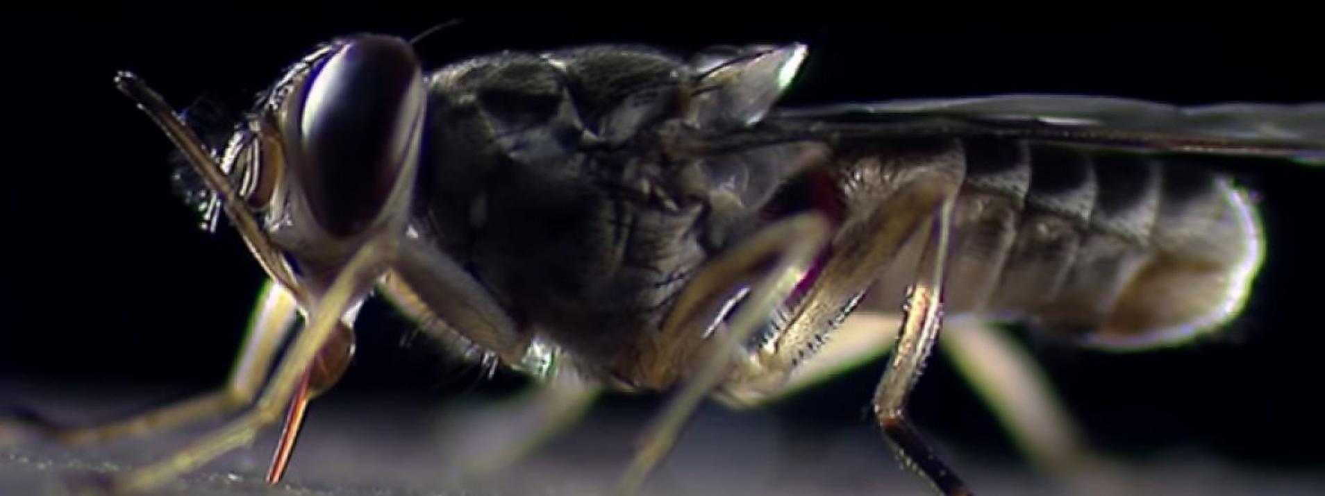 Centrafrique : la trypanosomiase africaine refait surface dans la Sangha-Mbaéré