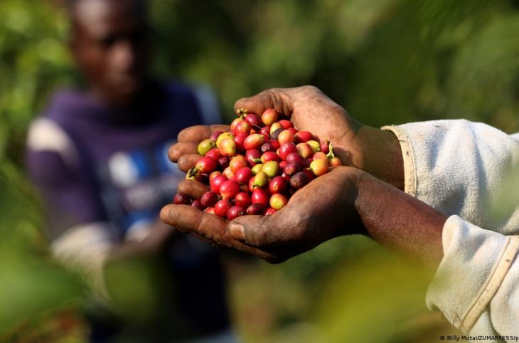 Centrafrique : l’ORCCPA saisit une importante quantité de café destinée au trafic illicite