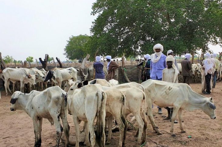 Centrafrique : la transhumance au centre d’une rencontre de haut niveau à Bangui