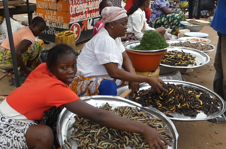Centrafrique : les chenilles s’invitent de plus en plus au menu à Nola