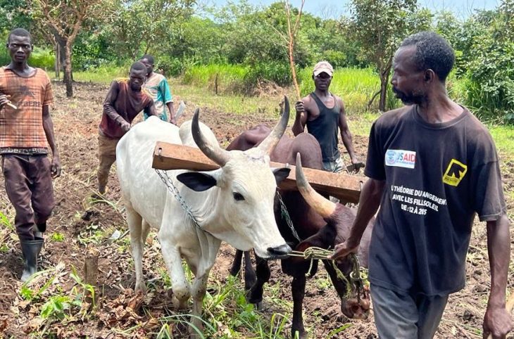 Centrafrique : la culture du sésame pour la relance de l’agriculture à Kaga-Bandoro