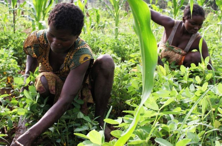 Qu’est-ce-qui explique la faiblesse du secteur agricole ?