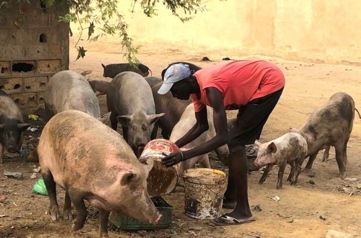 Centrafrique : une maladie semblable à la peste décime des animaux domestiques à Carnot