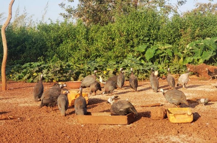 Centrafrique : l’élevage des pintades intéresse de plus en plus à Bria