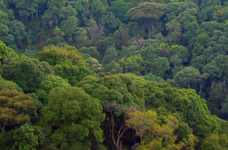 Centrafrique-Mbaïki : la vente illicite des forêts menace l’environnement et l’existence des autochtones