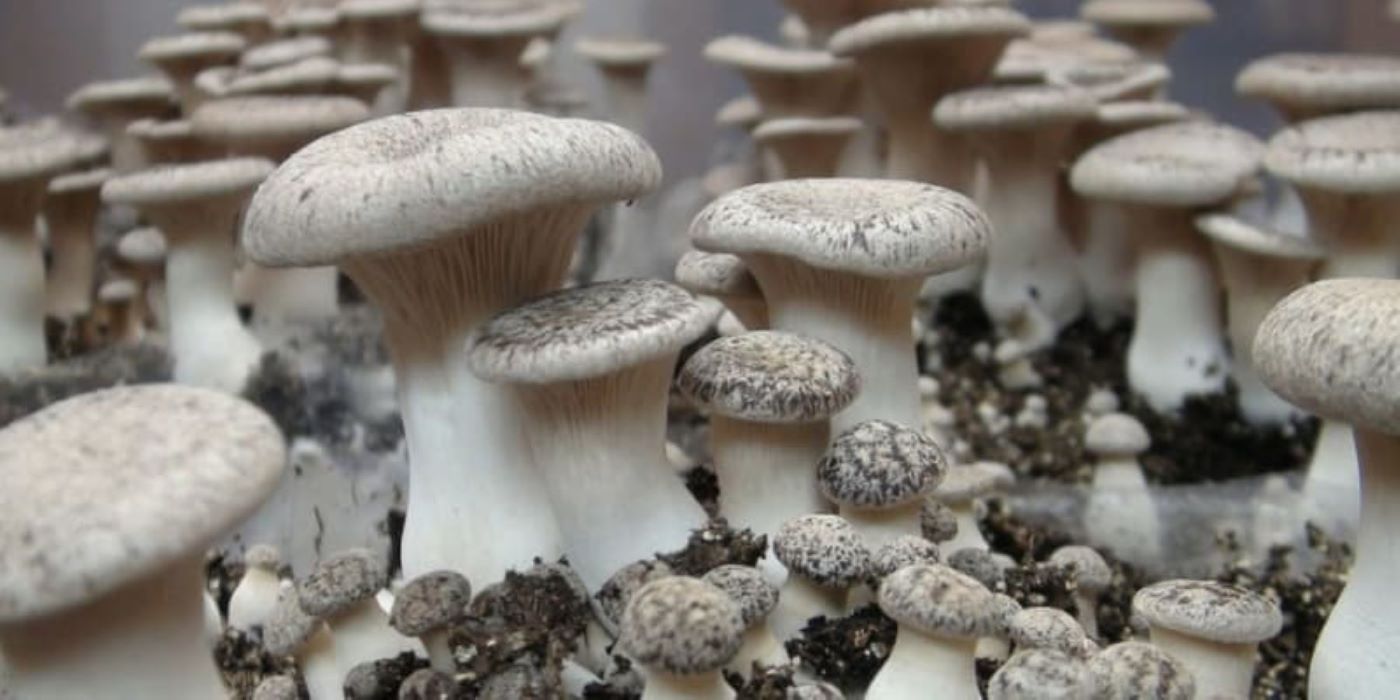 Produire des champignons comestibles pour quelles fins ?