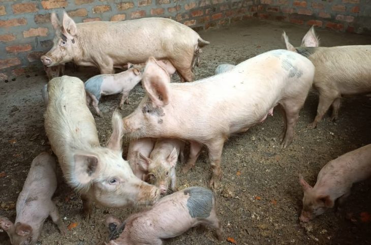 Centrafrique : la peste porcine fait rage à Batangafo