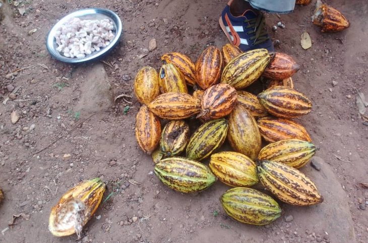 Centrafrique : la culture du cacao en perte de vitesse à Mobaye
