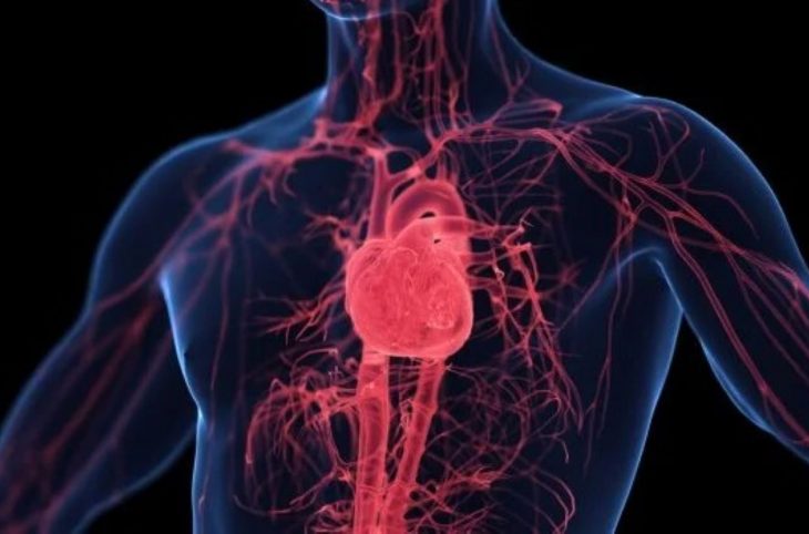 Comment adapter son corps à une bonne circulation sanguine ?