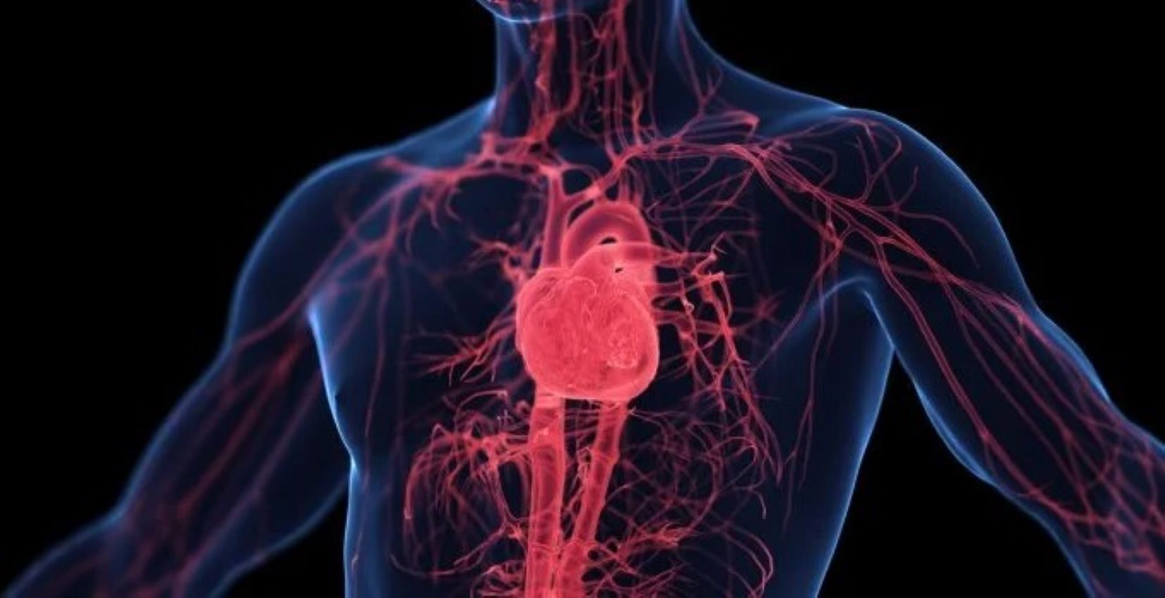 Comment adapter son corps à une bonne circulation sanguine ?