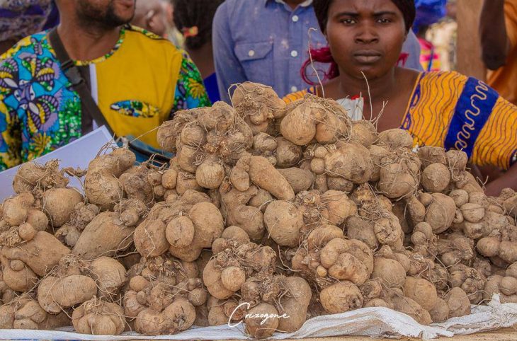 Clin d'œil sur les activités des coopératives de la Nana-Mambéré