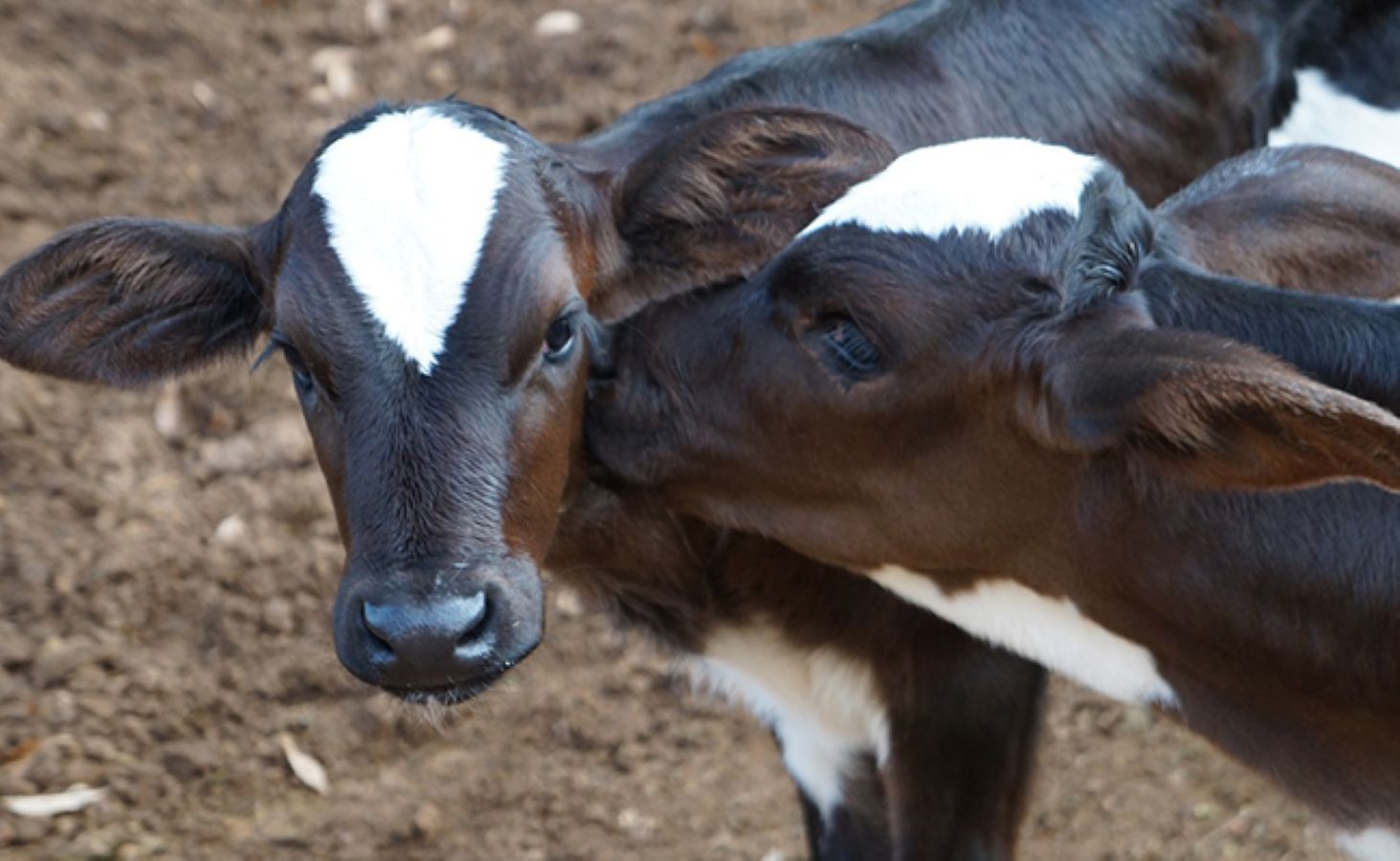 Sevrage chez les mammifères : quelles sont les instructions ?