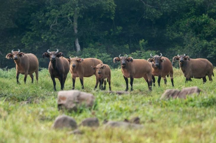 Centrafrique : le parc national Dzanga-Sangha de plus en plus attrayant