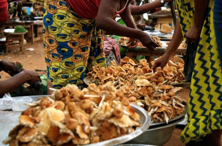 A Bangui, les champignons s’invitent de plus en plus à table