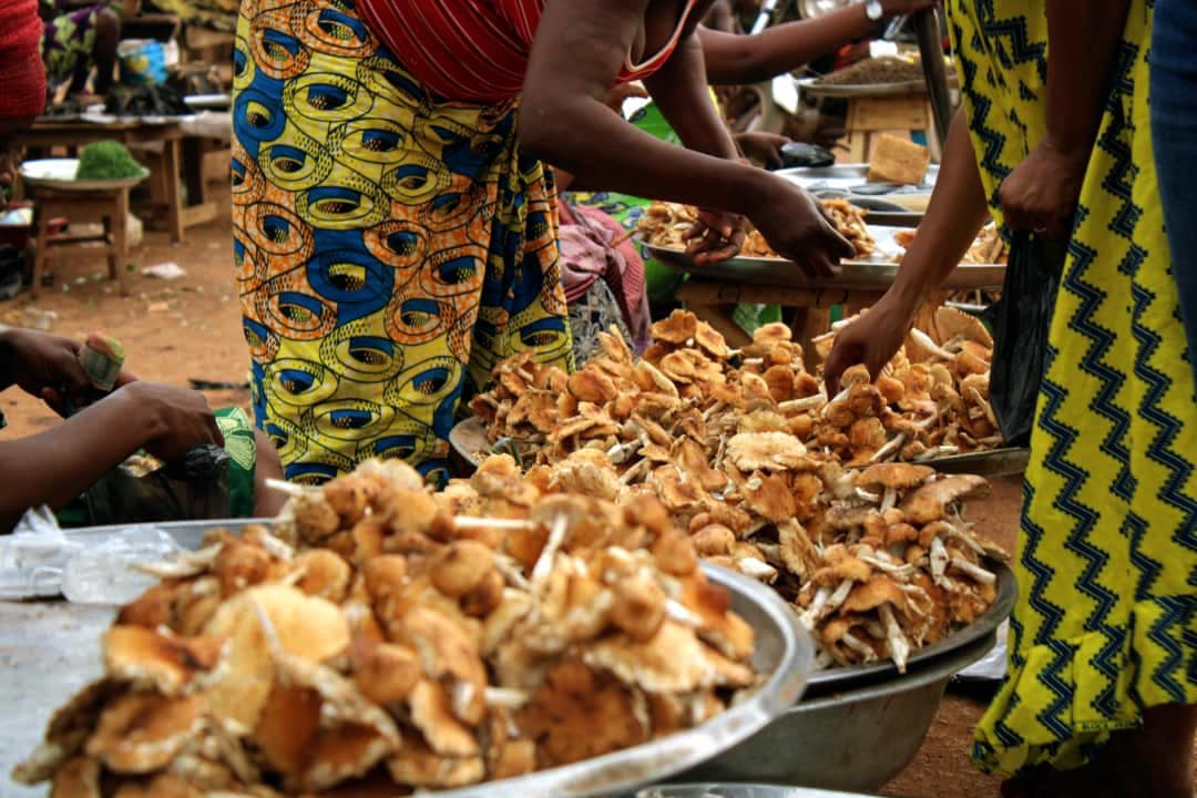 A Bangui, les champignons s’invitent de plus en plus à table