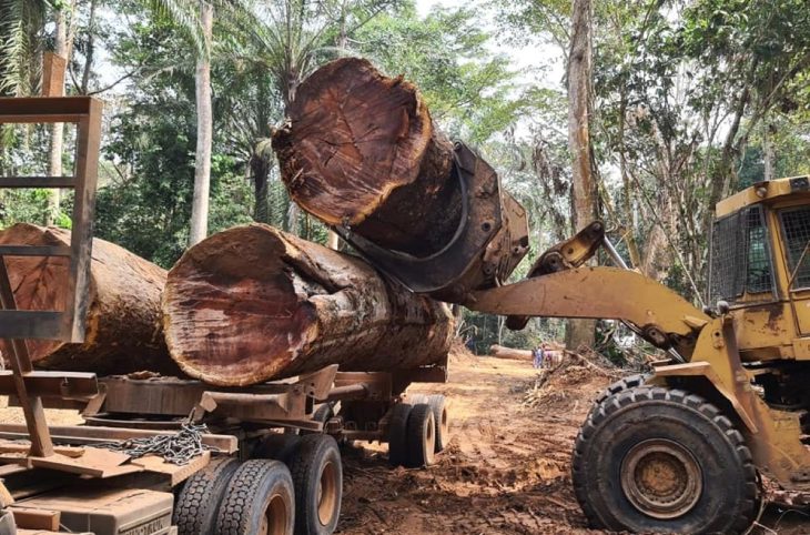 Commerce du bois centrafricain : inquiétude des entreprises forestières à propos de l’exportation