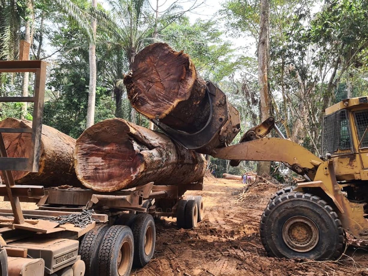 Commerce du bois centrafricain : inquiétude des entreprises forestières à propos de l’exportation