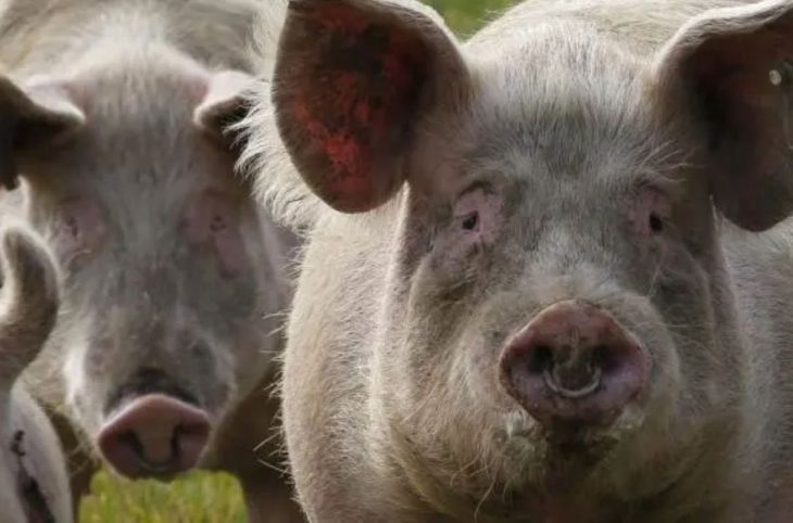 Elevage porcin : que dire des formules utilisées par les engraisseurs ?