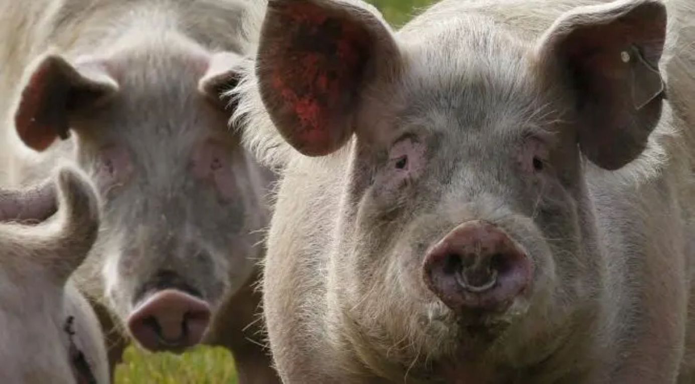 Elevage porcin : que dire des formules utilisées par les engraisseurs ?