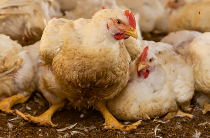 Production du poulet de chair face à la surabondance des produits surgelés  