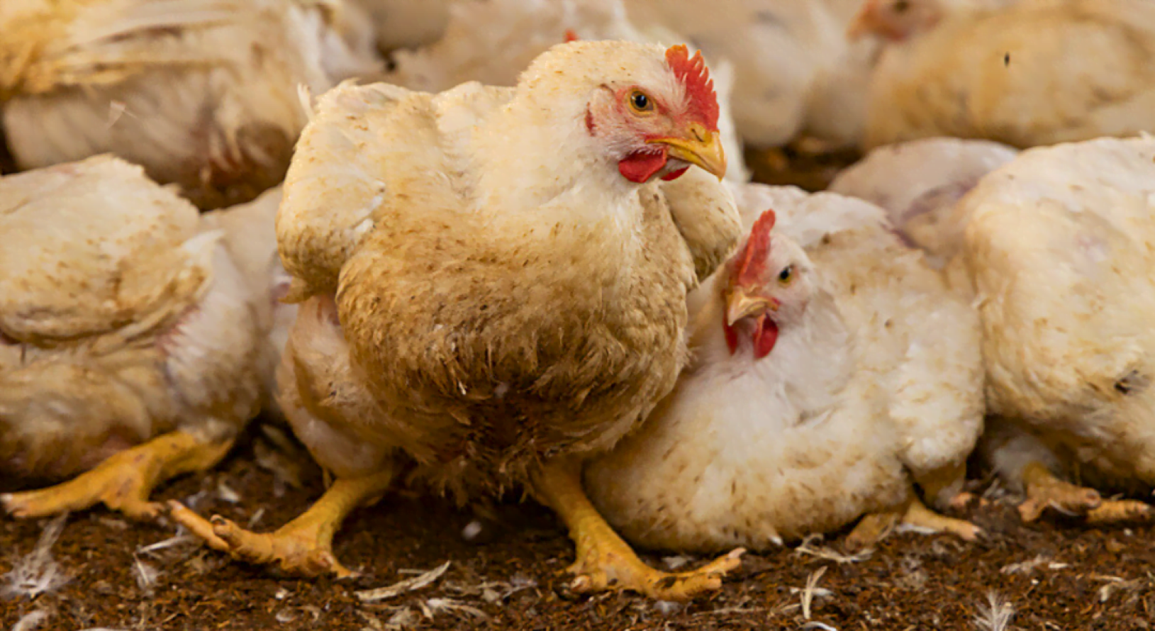 Production du poulet de chair face à la surabondance des produits surgelés  