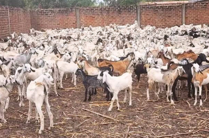 Centrafrique : coup de pouce de la FAO aux agriculteurs et éleveurs de Birao