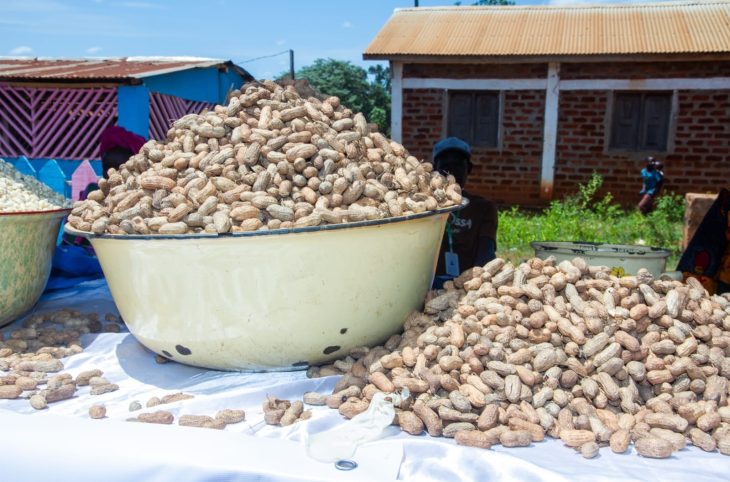 Bambari : le prix de l’arachide a plus que triplé