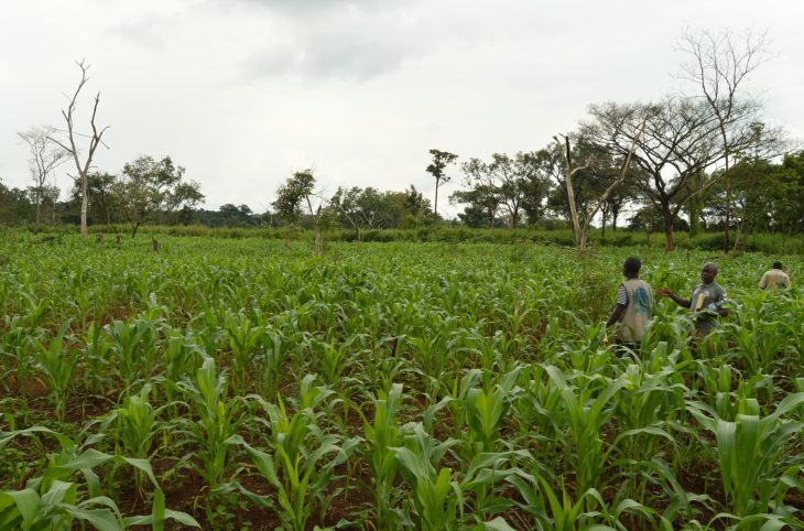 Relancer l’économie nationale à travers l'agroalimentaire