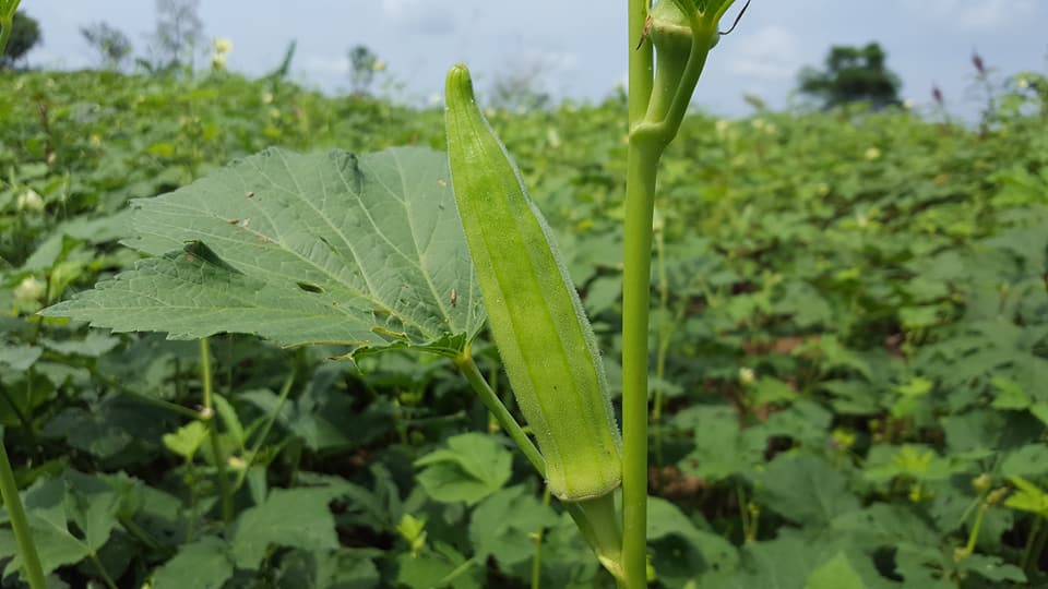 La merveilleuse saison des légumes à Bossangoa