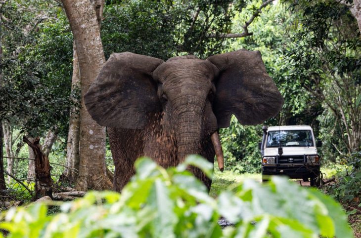 Environnement : un comité de gestion des terres dans les aires protégées de Dzanga-Sangha