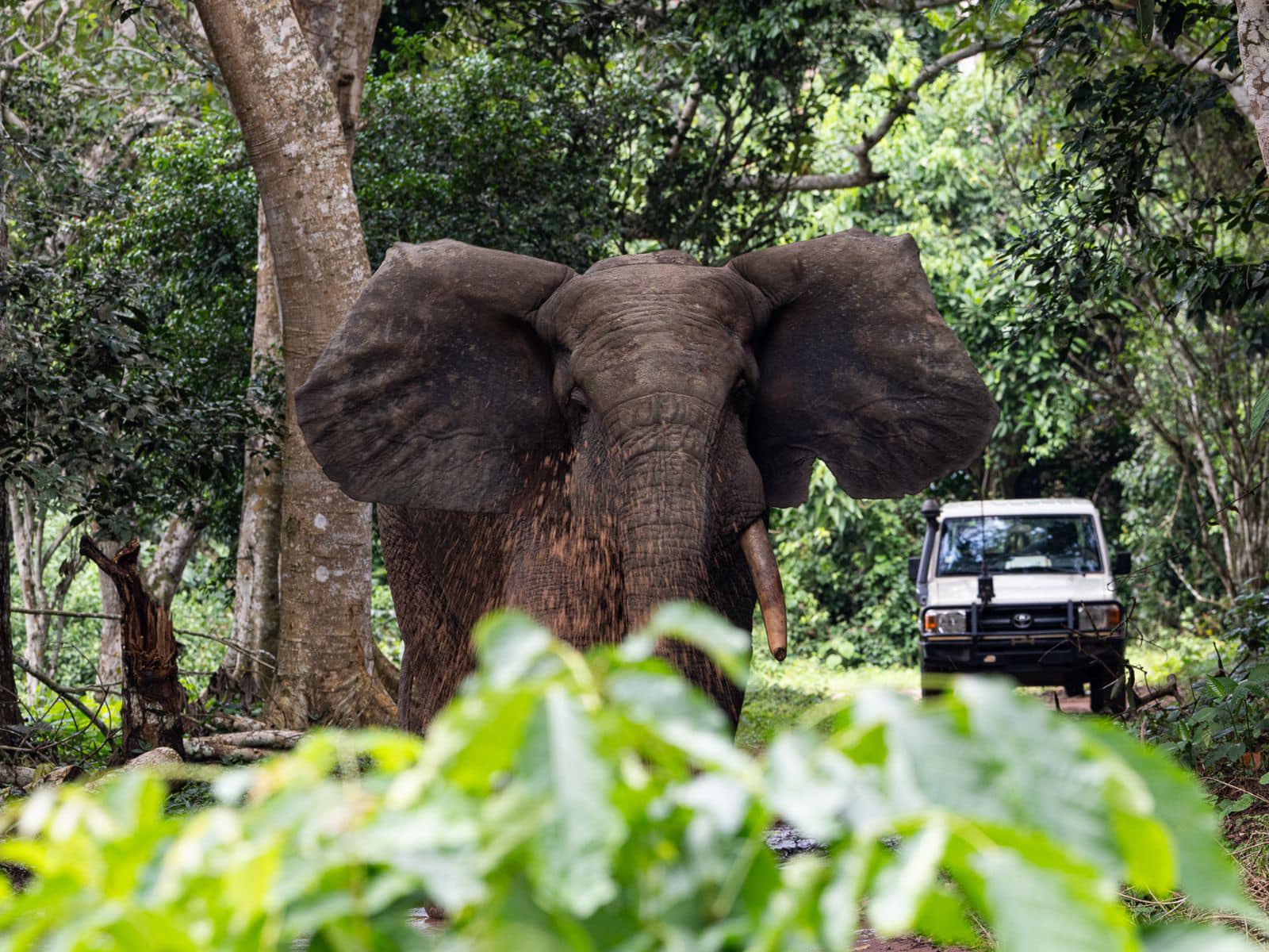 Environnement : un comité de gestion des terres dans les aires protégées de Dzanga-Sangha