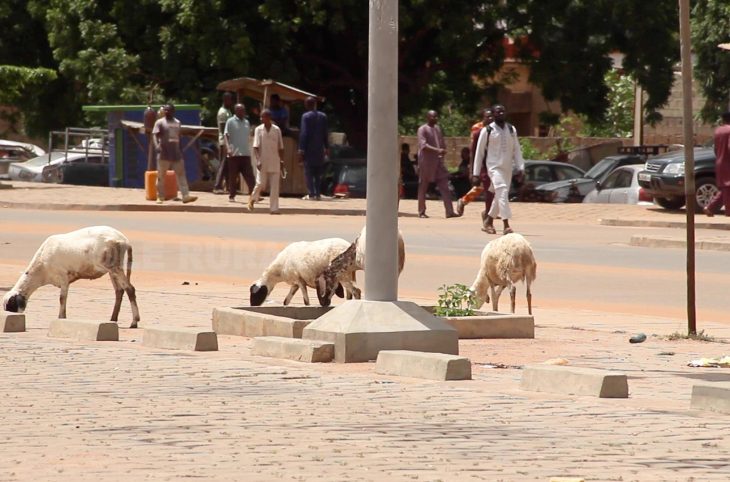 L’élevage en divagation et ses dommages dans la société