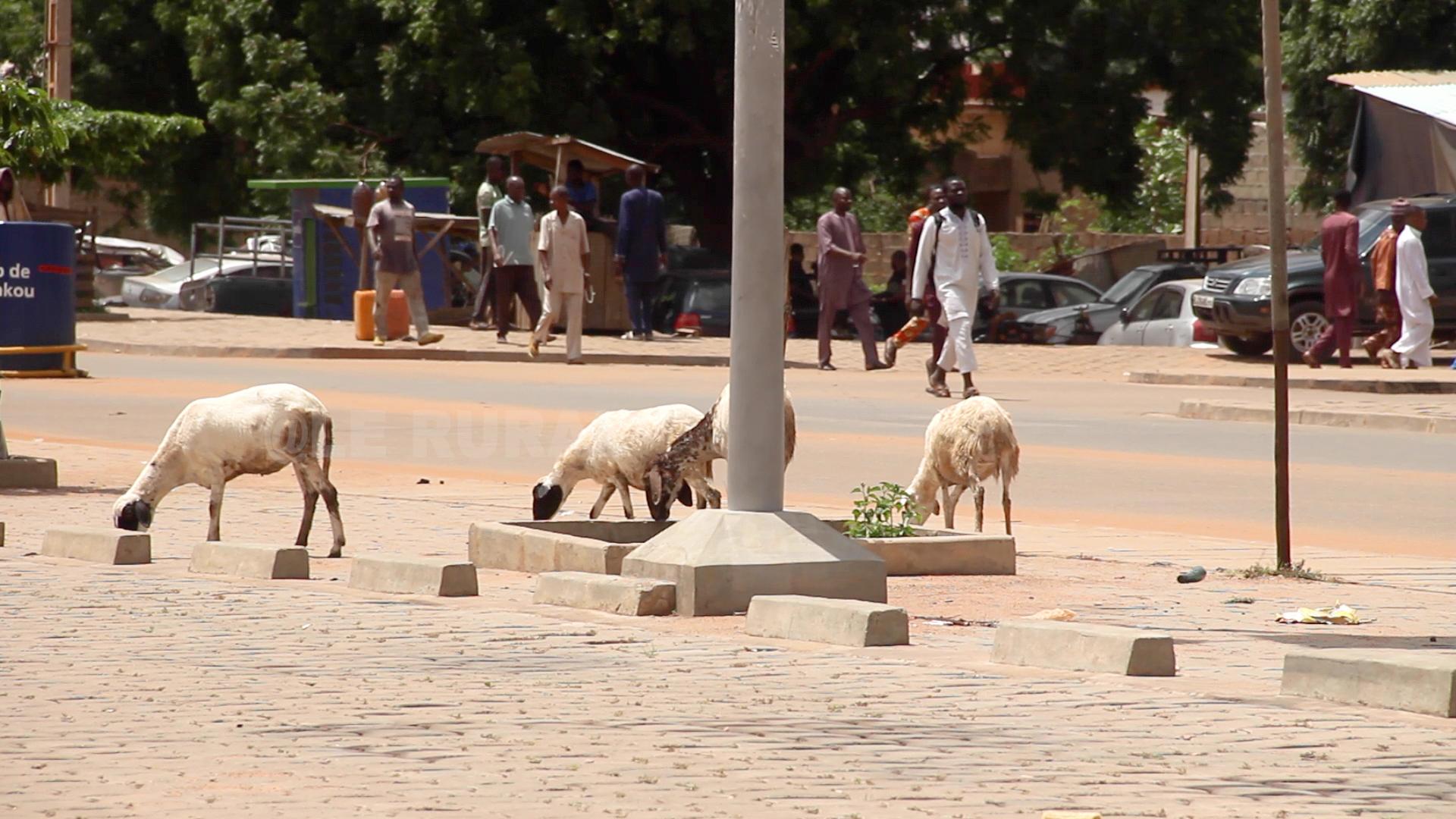 L’élevage en divagation et ses dommages dans la société