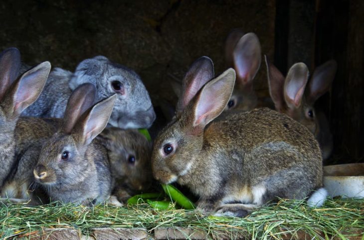 Cuniculture : facile à pratiquer et présente de nombreux avantages